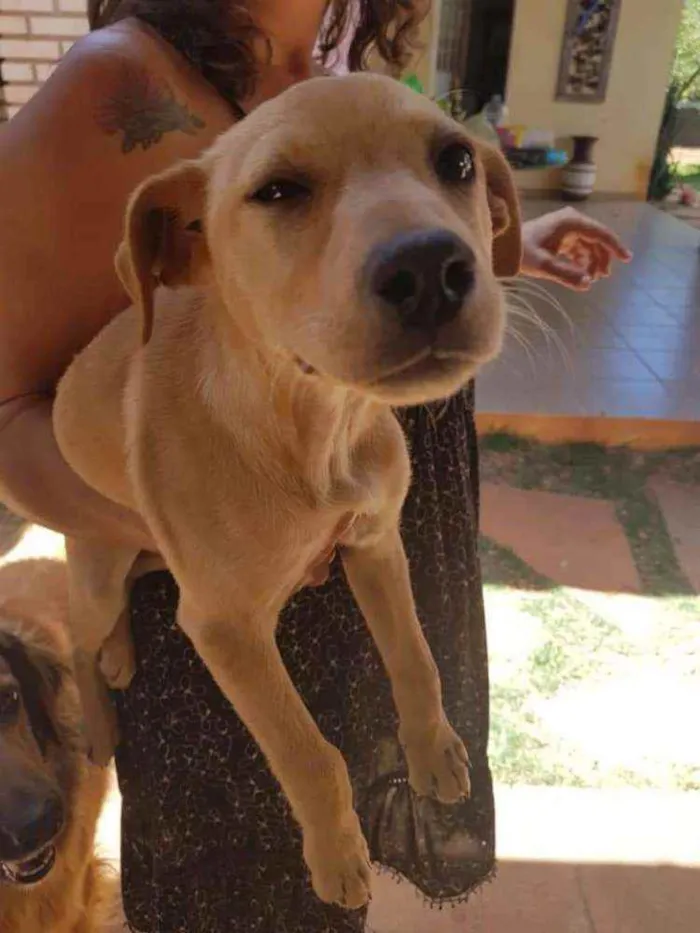 Cachorro ra a SRD idade 2 a 6 meses nome Flor