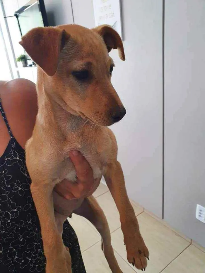 Cachorro ra a SRD idade 2 a 6 meses nome Flor