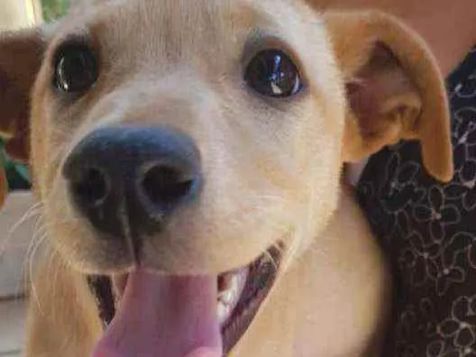 Cachorro ra a SRD idade 2 a 6 meses nome Flor