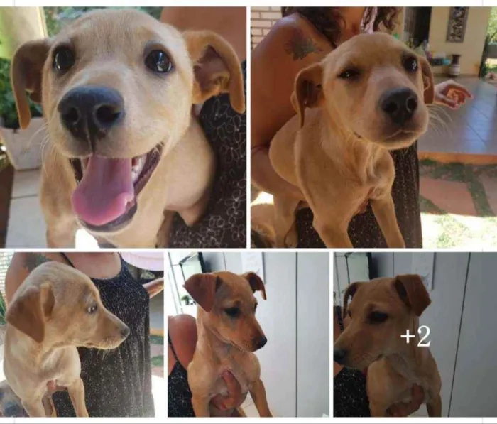 Cachorro ra a SRD idade 2 a 6 meses nome Flor