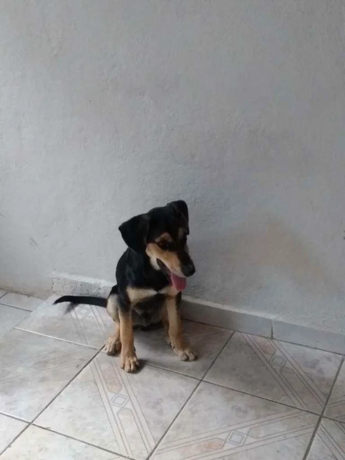 Cachorro ra a Vira lata idade 2 a 6 meses nome Toreto