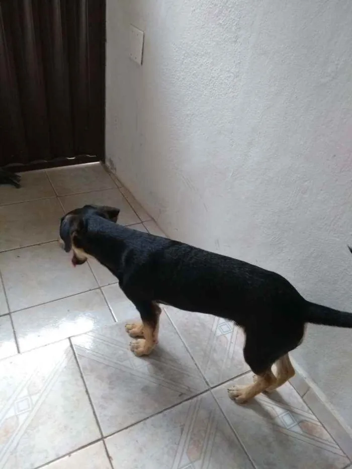 Cachorro ra a Vira lata idade 2 a 6 meses nome Toreto