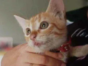 Gato raça  idade Abaixo de 2 meses nome Leôncio