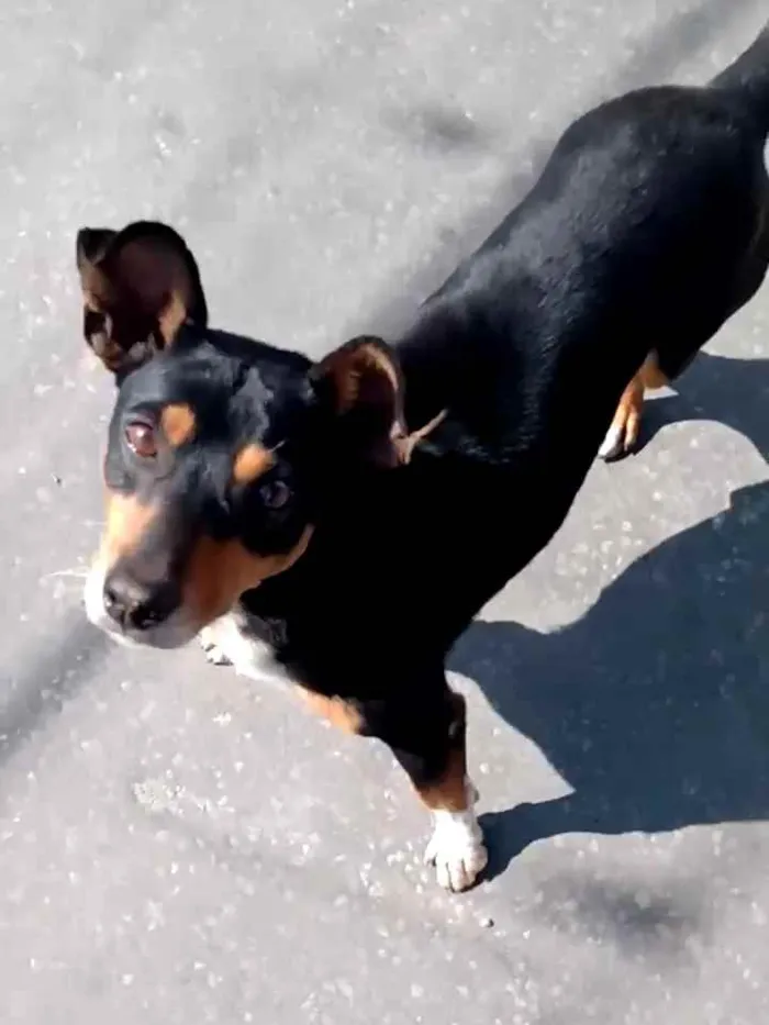 Cachorro raça SRD idade 6 ou mais anos nome Negão 