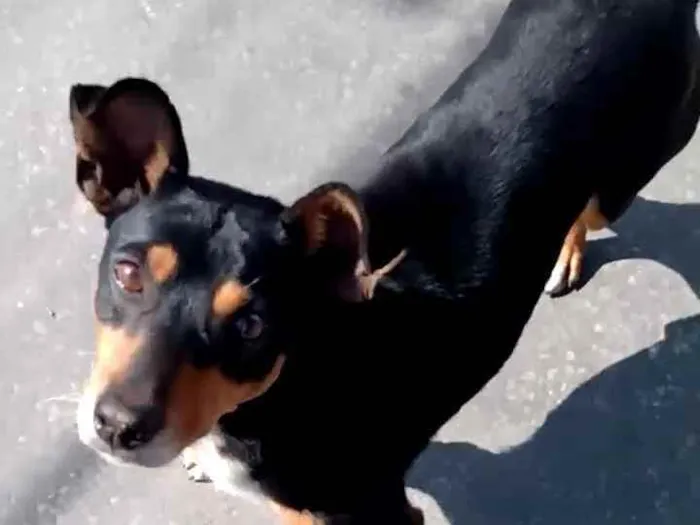 Cachorro raça SRD idade 6 ou mais anos nome Negão 