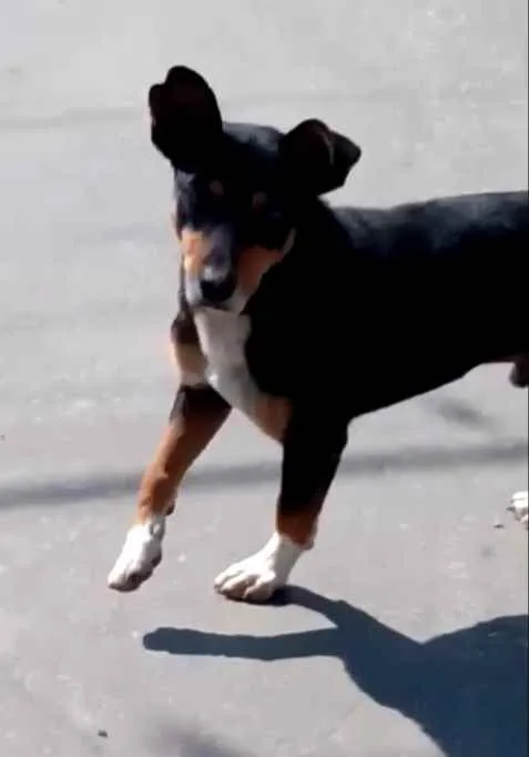 Cachorro raça SRD idade 6 ou mais anos nome Negão 