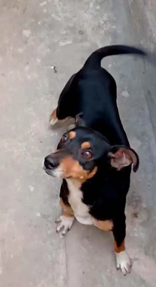 Cachorro raça SRD idade 6 ou mais anos nome Negão 