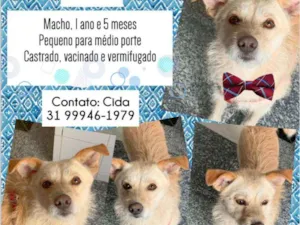 Cachorro raça SRD idade 1 ano nome Chico