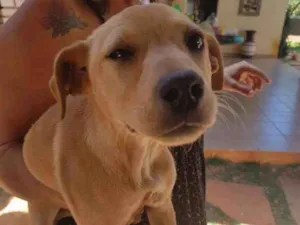 Cachorro raça SRD idade 2 a 6 meses nome Flor