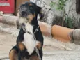 Rambo