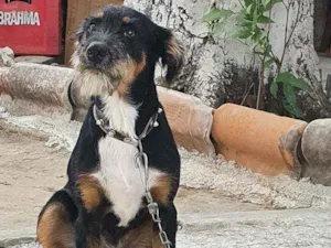 Cachorro raça SRD idade 7 a 11 meses nome Rambo