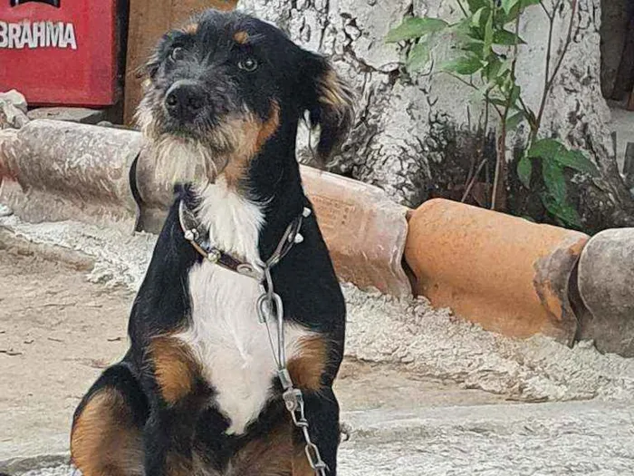 Cachorro ra a SRD idade 7 a 11 meses nome Rambo
