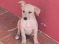 Harley