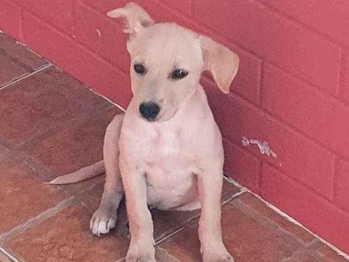 Cachorro ra a SRD idade 2 a 6 meses nome Harley