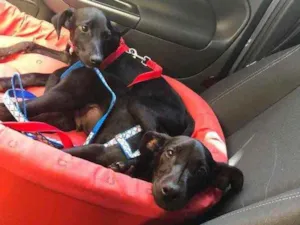 Cachorro raça Srd  idade 2 a 6 meses nome Ivy e Joaquim 