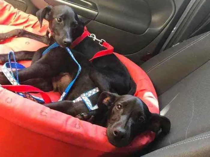 Cachorro ra a Srd  idade 2 a 6 meses nome Ivy e Joaquim 