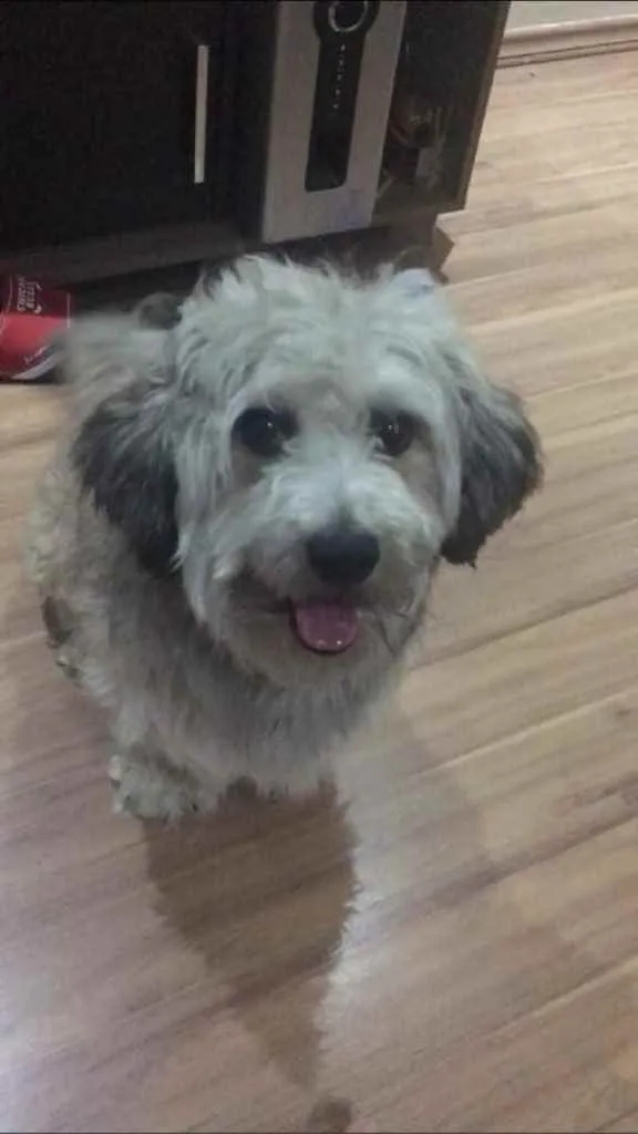 Cachorro ra a Yorkshire com Vira-lata idade 5 anos nome Guerrero