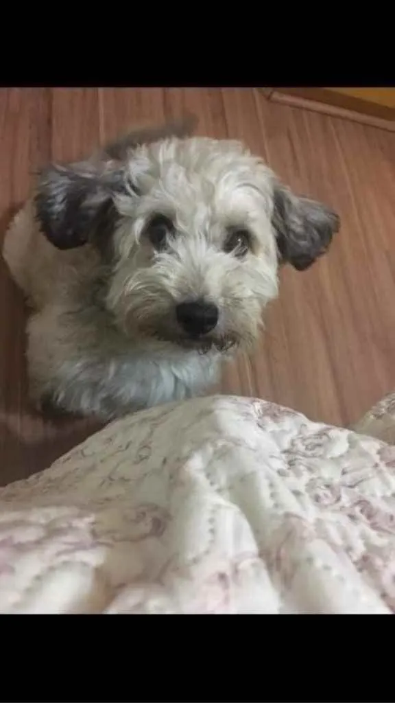 Cachorro ra a Yorkshire com Vira-lata idade 5 anos nome Guerrero