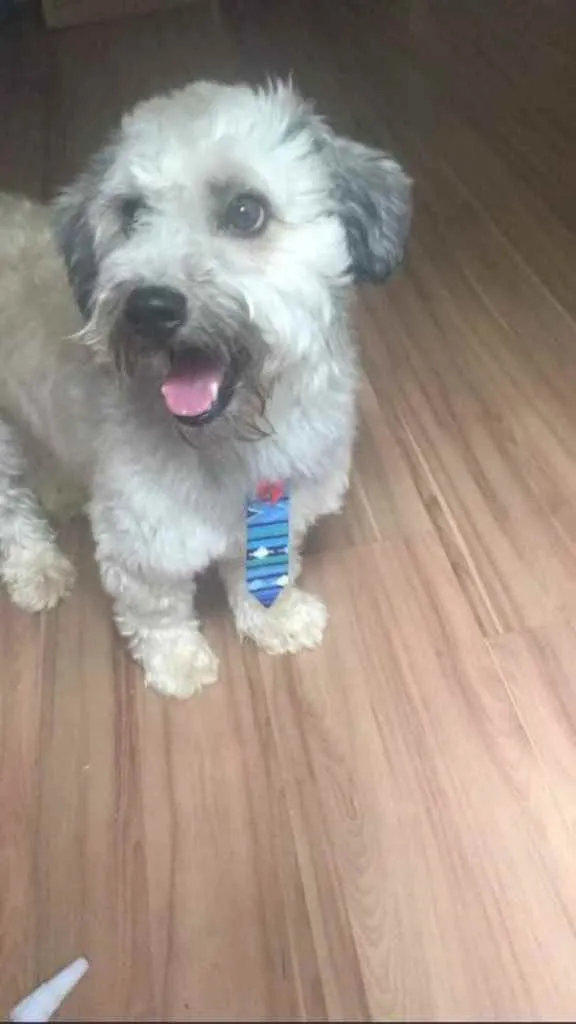 Cachorro ra a Yorkshire com Vira-lata idade 5 anos nome Guerrero