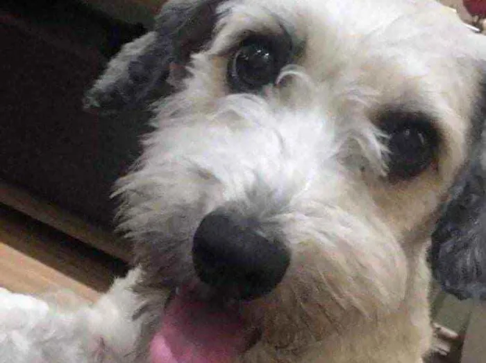 Cachorro ra a Yorkshire com Vira-lata idade 5 anos nome Guerrero