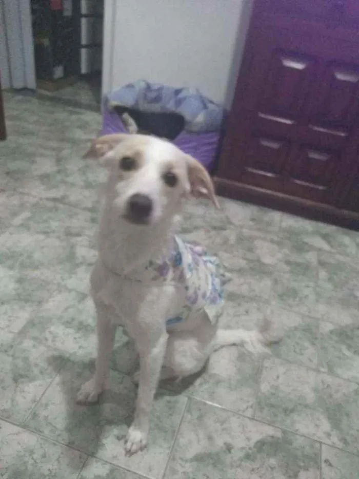 Cachorro ra a SRD idade 7 a 11 meses nome Lola