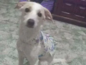 Cachorro raça SRD idade 7 a 11 meses nome Lola
