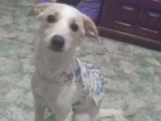 Cachorro ra a SRD idade 7 a 11 meses nome Lola