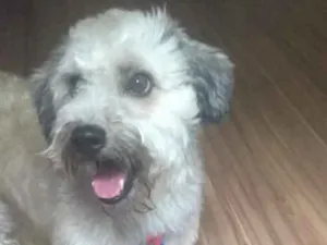 Cachorro raça Yorkshire com Vira-lata idade 5 anos nome Guerrero