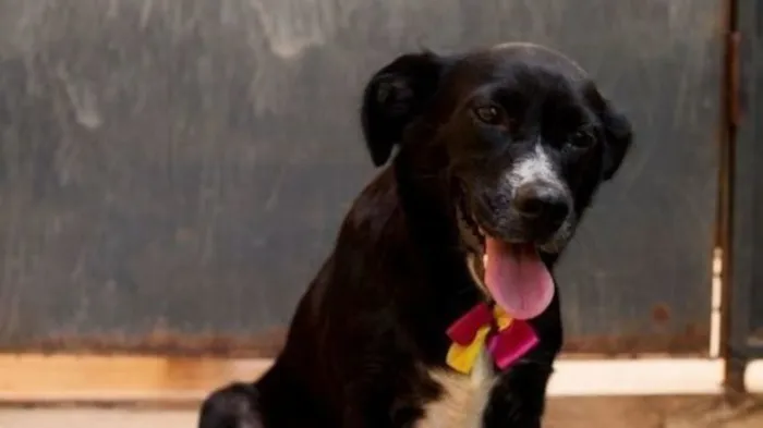 Cachorro raça SRD-ViraLata idade 3 anos nome Maria do Bairro