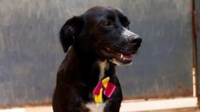 Cachorro raça SRD-ViraLata idade 3 anos nome Maria do Bairro