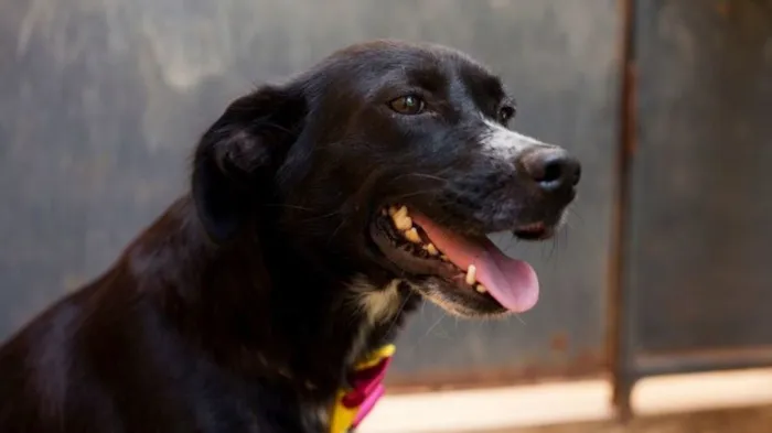 Cachorro raça SRD-ViraLata idade 3 anos nome Maria do Bairro