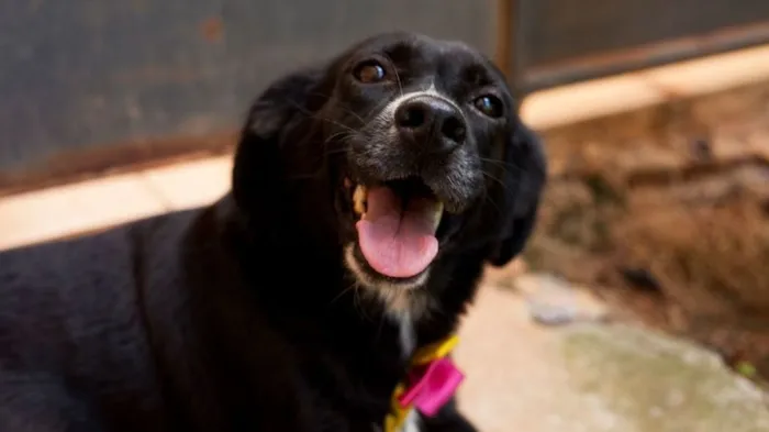 Cachorro raça SRD-ViraLata idade 3 anos nome Maria do Bairro