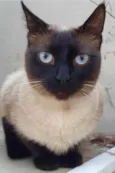 Lindíssima gatinha
