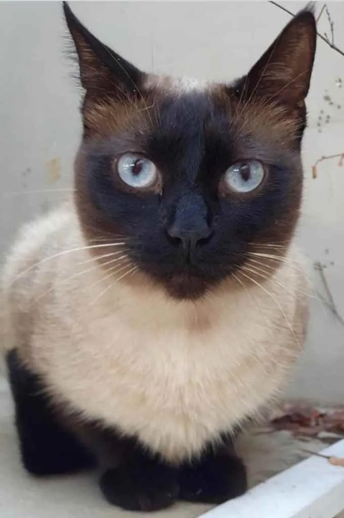 Gato ra a Siamês  idade 7 a 11 meses nome Lindíssima gatinha