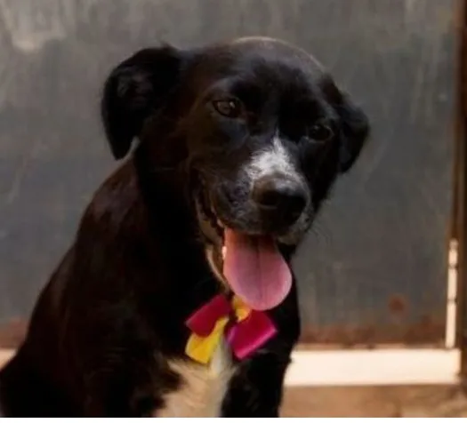 Cachorro raça SRD-ViraLata idade 3 anos nome Maria do Bairro
