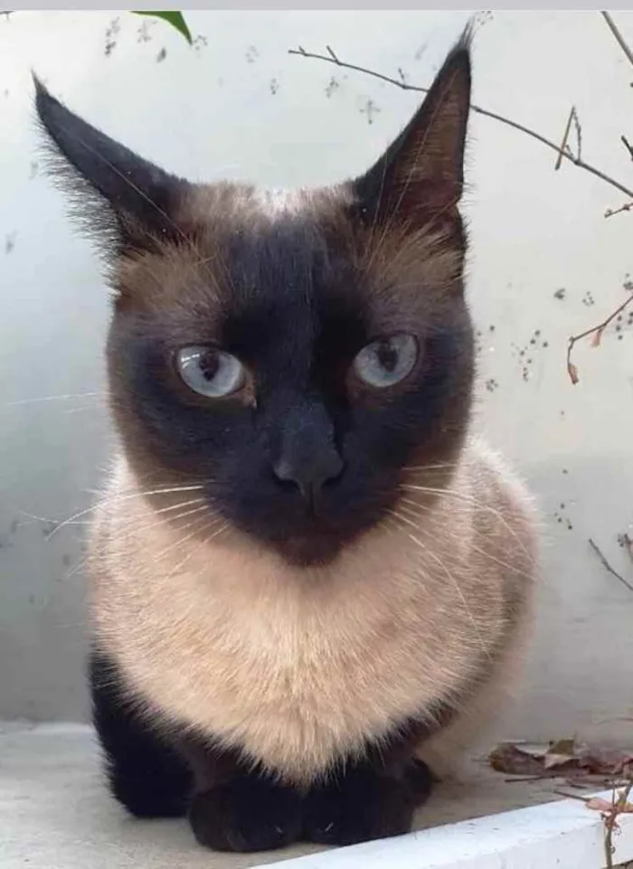 Gato ra a Siamês  idade 7 a 11 meses nome Lindíssima gatinha