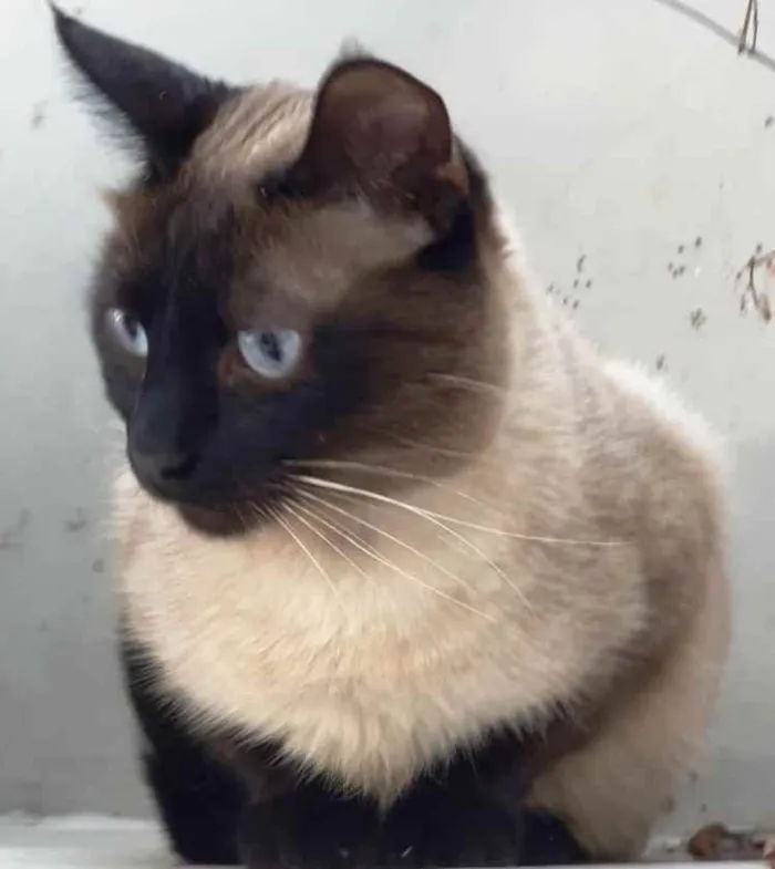 Gato ra a Siamês  idade 7 a 11 meses nome Lindíssima gatinha