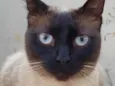 Lindíssima gatinha