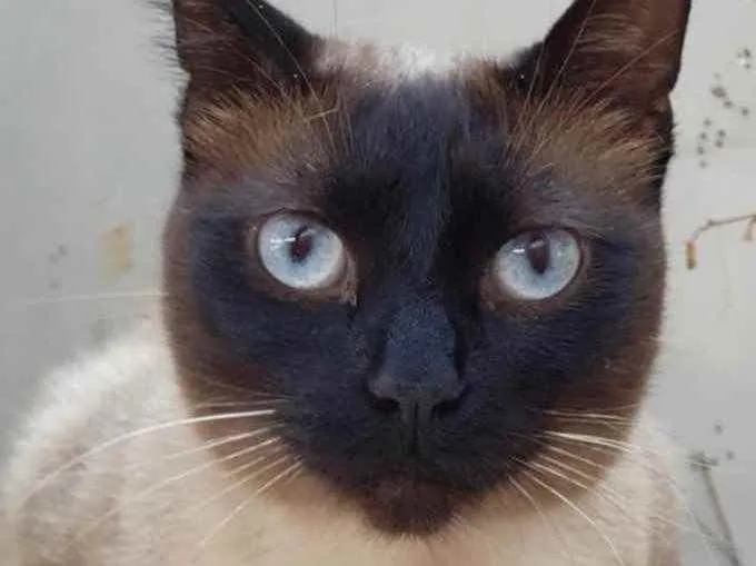 Gato ra a Siamês  idade 7 a 11 meses nome Lindíssima gatinha