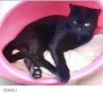 Lindíssimo gatinho
