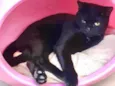 Lindíssimo gatinho
