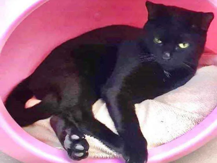 Gato ra a Srd idade 7 a 11 meses nome Lindíssimo gatinho