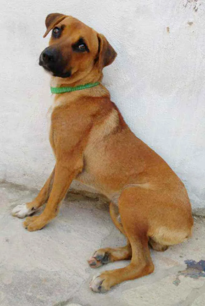 Cachorro ra a SRD idade 1 ano nome _SEM NOME_