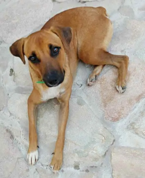 Cachorro ra a SRD idade 1 ano nome _SEM NOME_