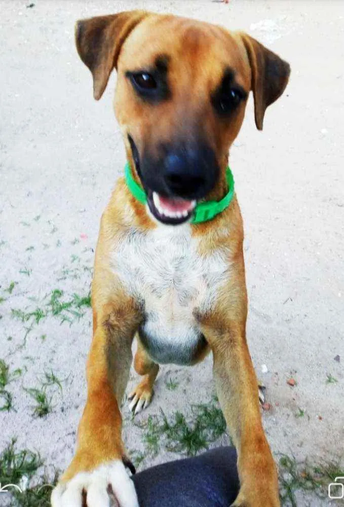Cachorro ra a SRD idade 1 ano nome _SEM NOME_