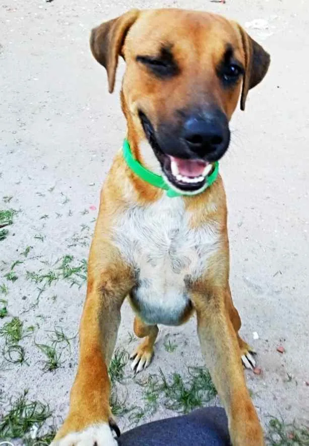 Cachorro ra a SRD idade 1 ano nome _SEM NOME_
