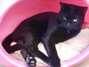 Gato raça Srd idade 7 a 11 meses nome Lindíssimo gatinho