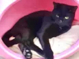 Lindíssimo gatinho