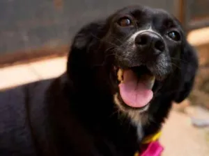 Cachorro raça SRD-ViraLata idade 3 anos nome Maria do Bairro