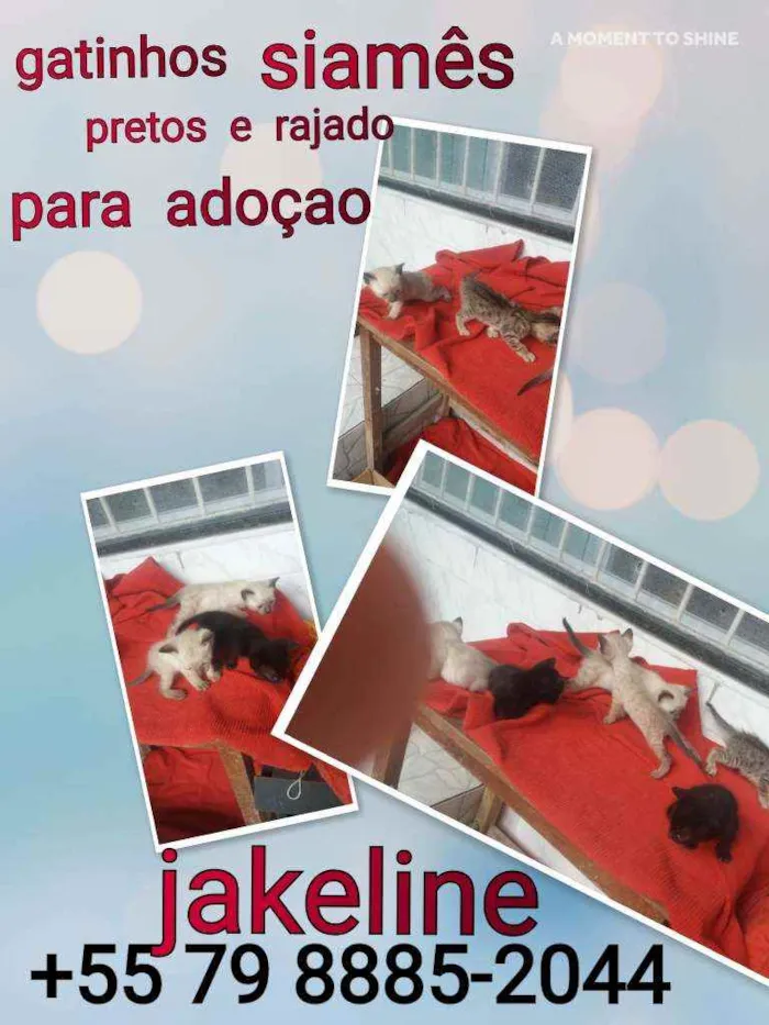 Gato raça Siamês ,pretos e trigado idade Abaixo de 2 meses nome Lorrane e lola